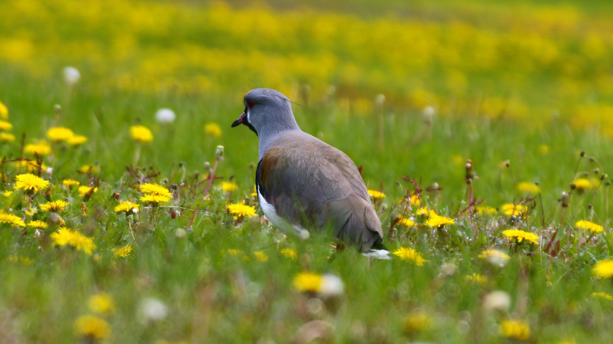 Southern Lapwing - ML629705151