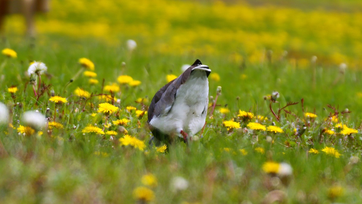 Southern Lapwing - ML629705152