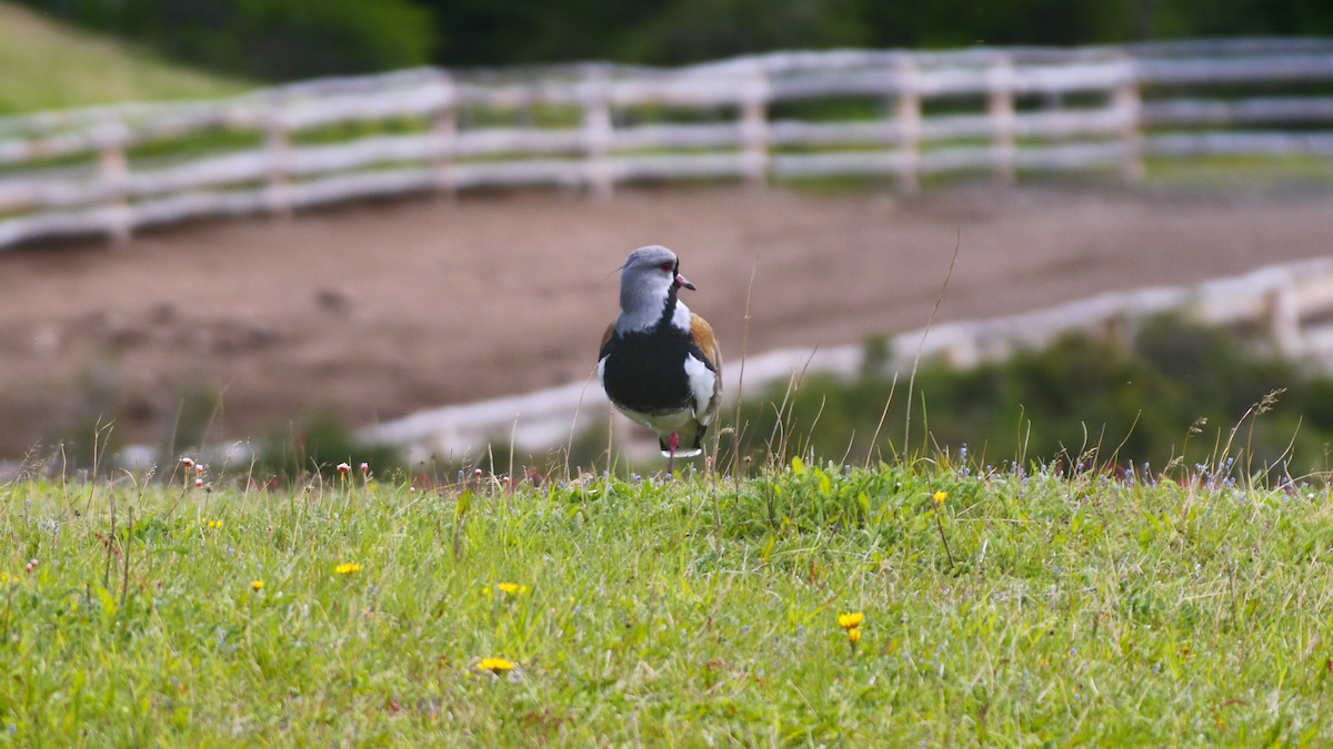 Southern Lapwing - ML629705156