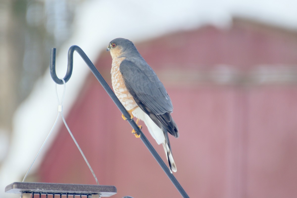 Sharp-shinned Hawk - ML629705179