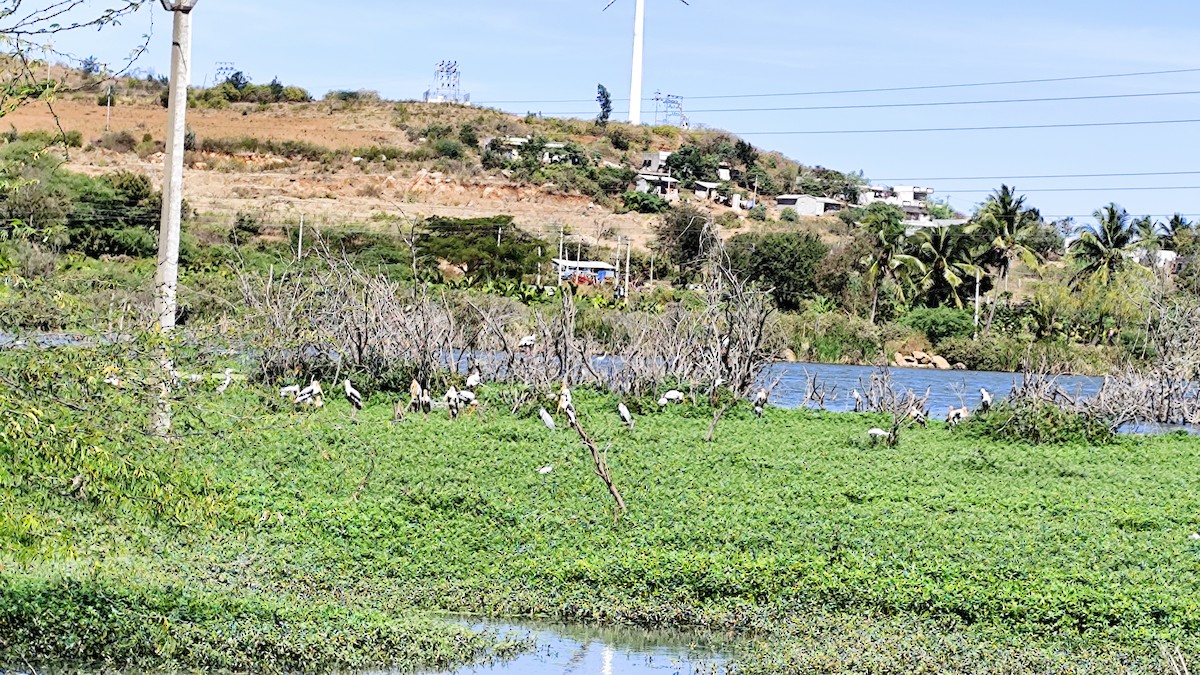 nesyt indický - ML629705198