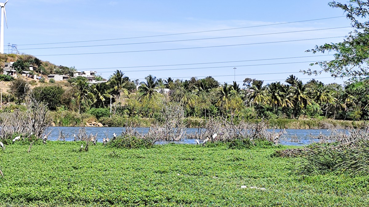 nesyt indický - ML629705199