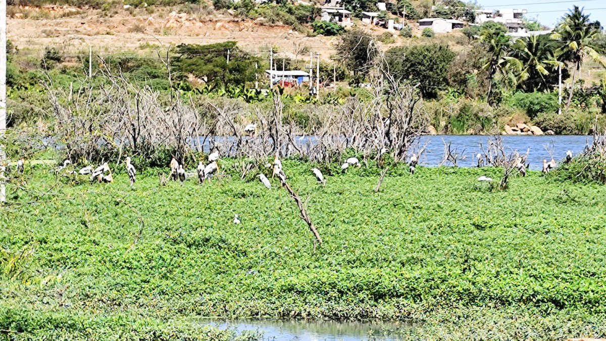 nesyt indický - ML629705200