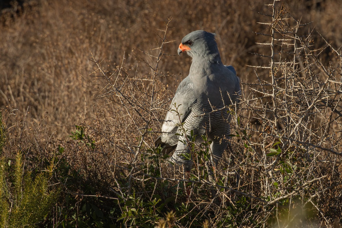 Pale Chanting-Goshawk - Antonio Rodriguez-Sinovas