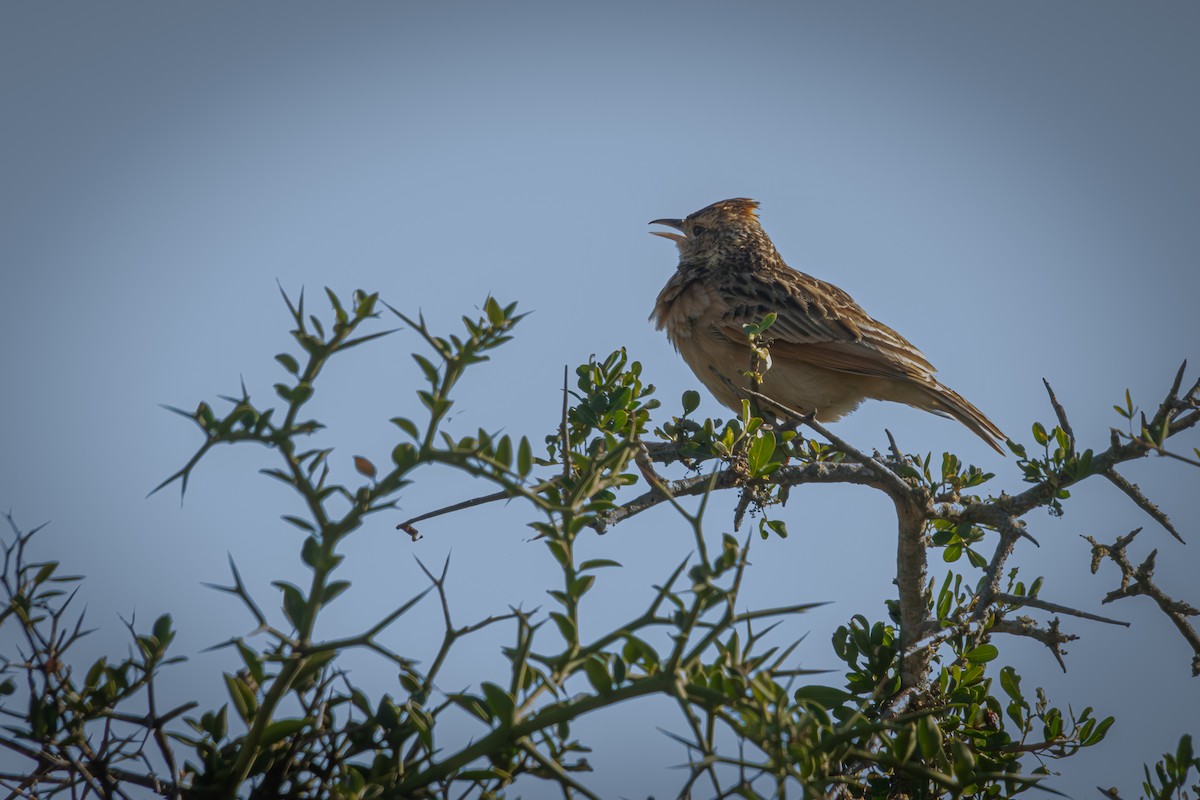 Rufous-naped Lark - Antonio Rodriguez-Sinovas