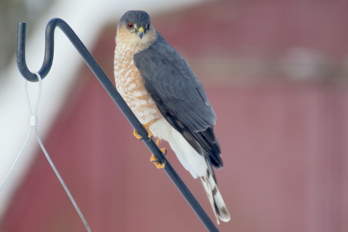 Sharp-shinned Hawk - ML629705317