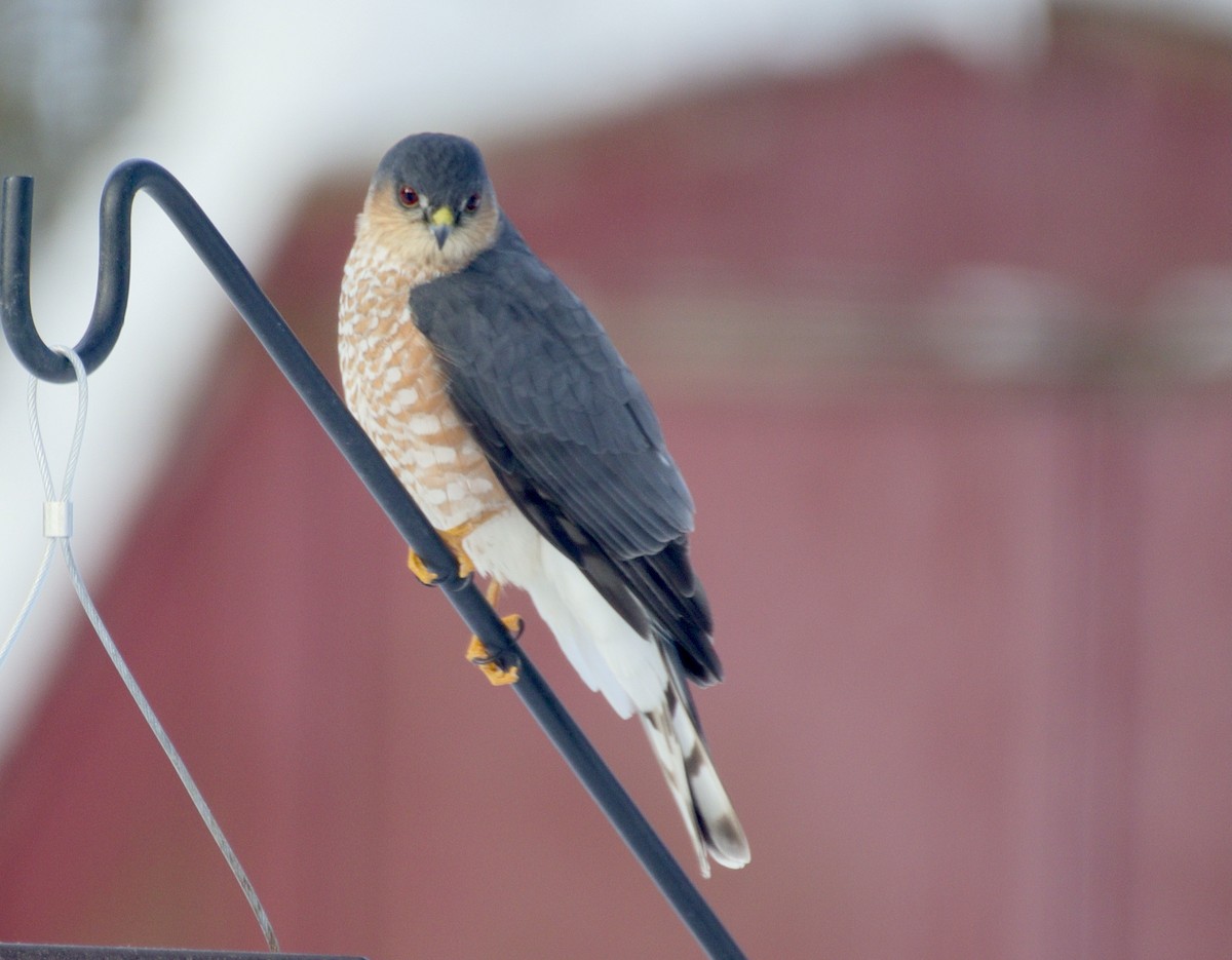 Sharp-shinned Hawk - ML629705318