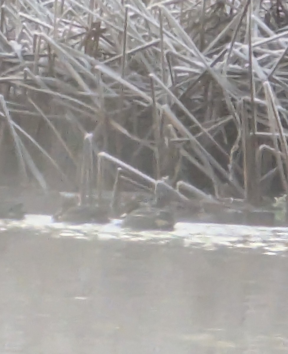Green-winged Teal (Eurasian) - ML629705325