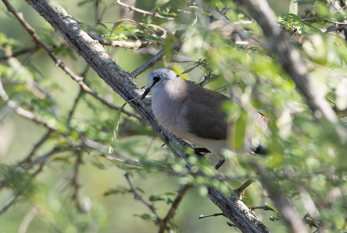 Black-billed Wood-Dove - ML629705331