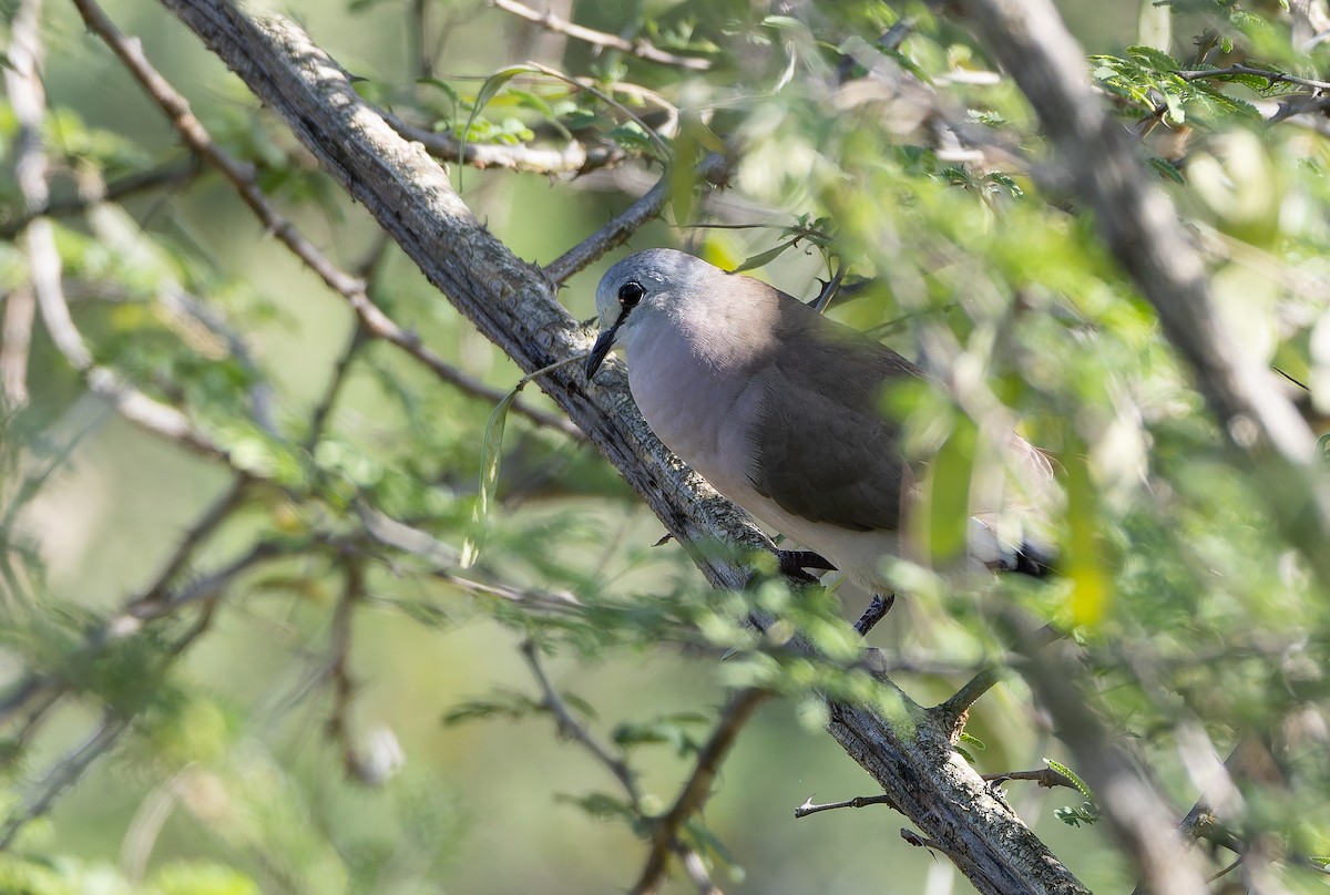 Black-billed Wood-Dove - ML629705332