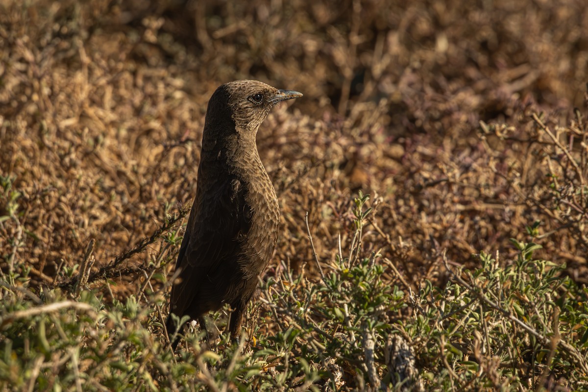 Southern Anteater-Chat - Antonio Rodriguez-Sinovas
