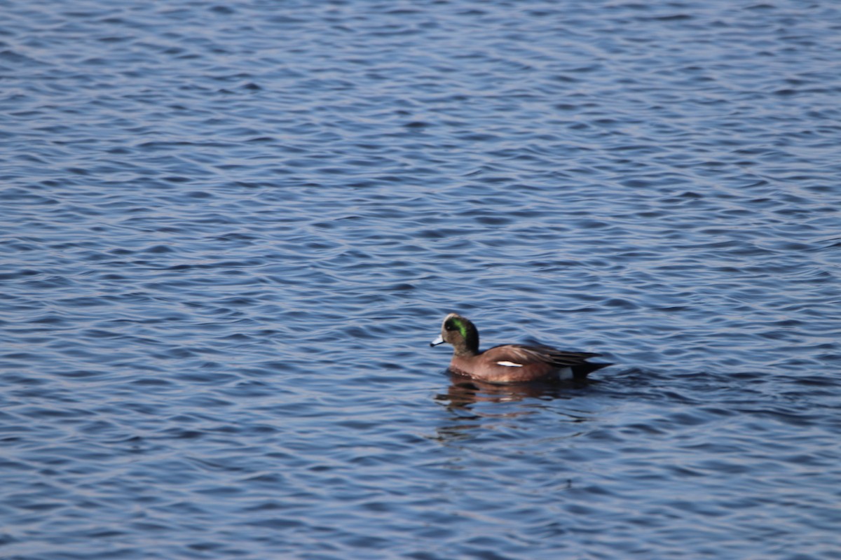 American Wigeon - ML629705493