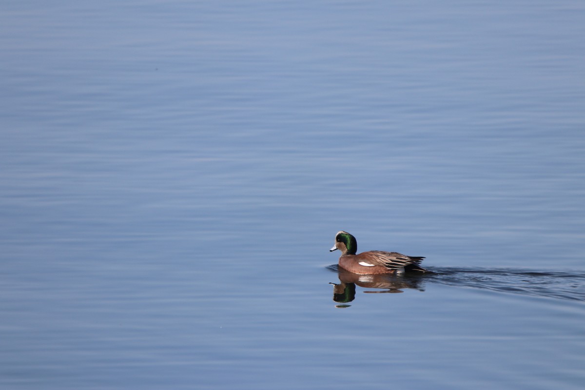 American Wigeon - ML629705523