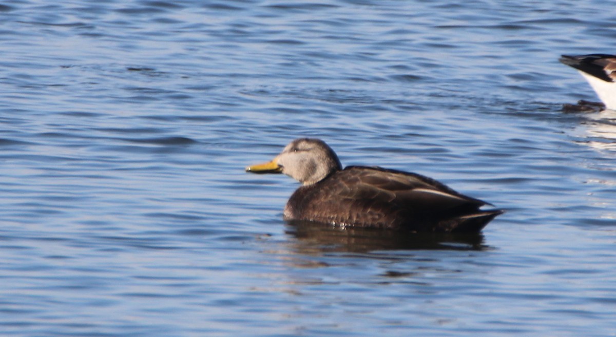 American Black Duck - ML629705536