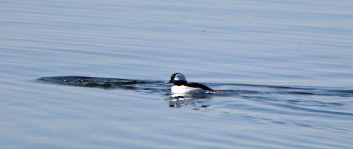 Bufflehead - ML629705598