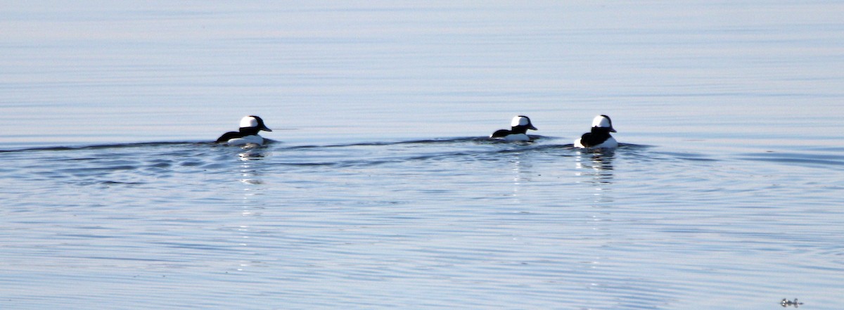 Bufflehead - ML629705606