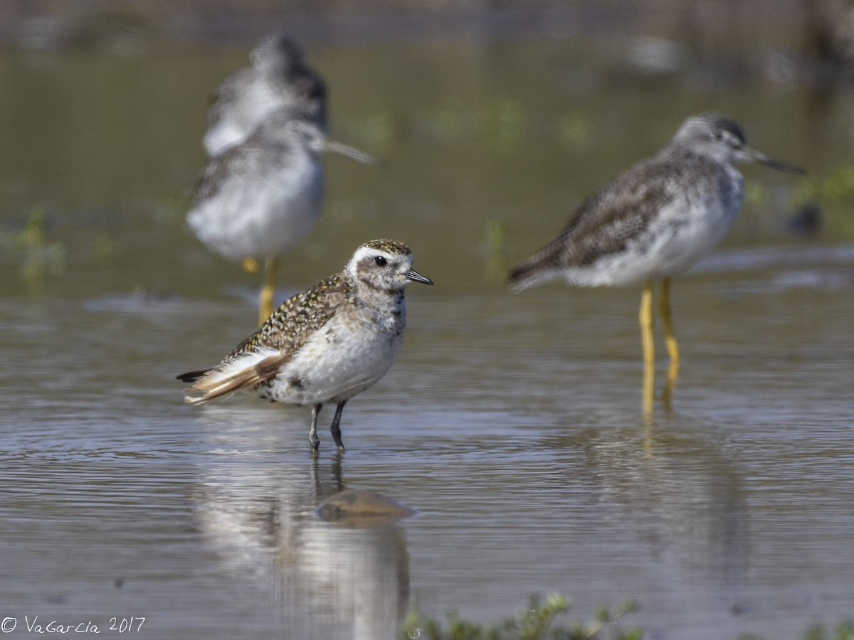 American Golden-Plover - ML62970561