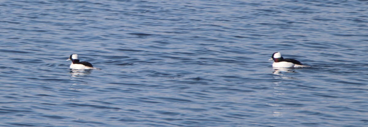 Bufflehead - ML629705617