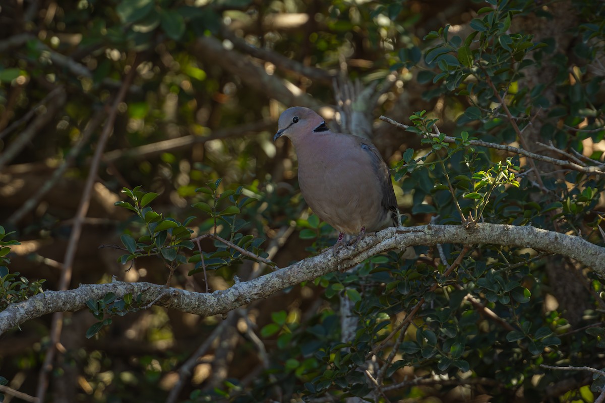 Ring-necked Dove - Antonio Rodriguez-Sinovas