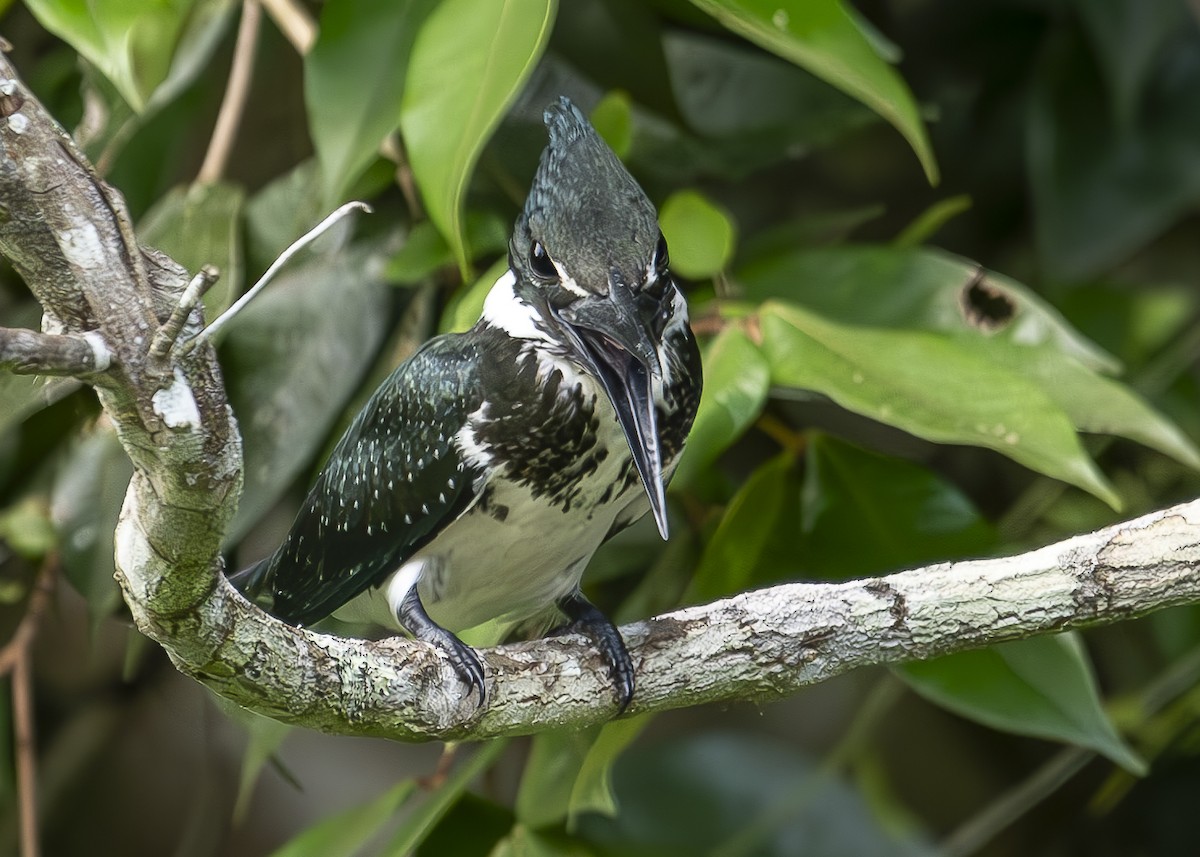 Amazon Kingfisher - ML629705811