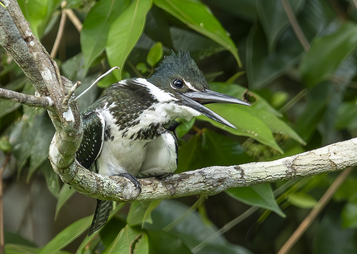 Amazon Kingfisher - ML629705812
