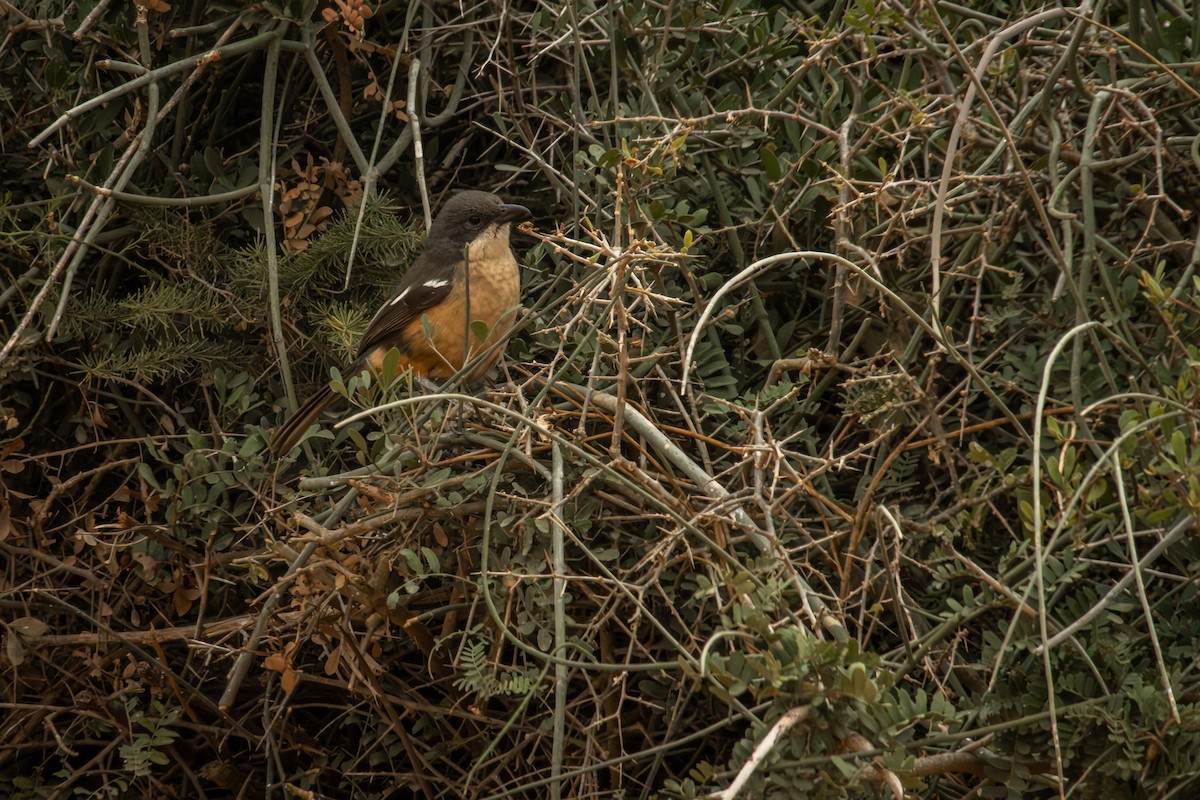 Southern Boubou - Antonio Rodriguez-Sinovas