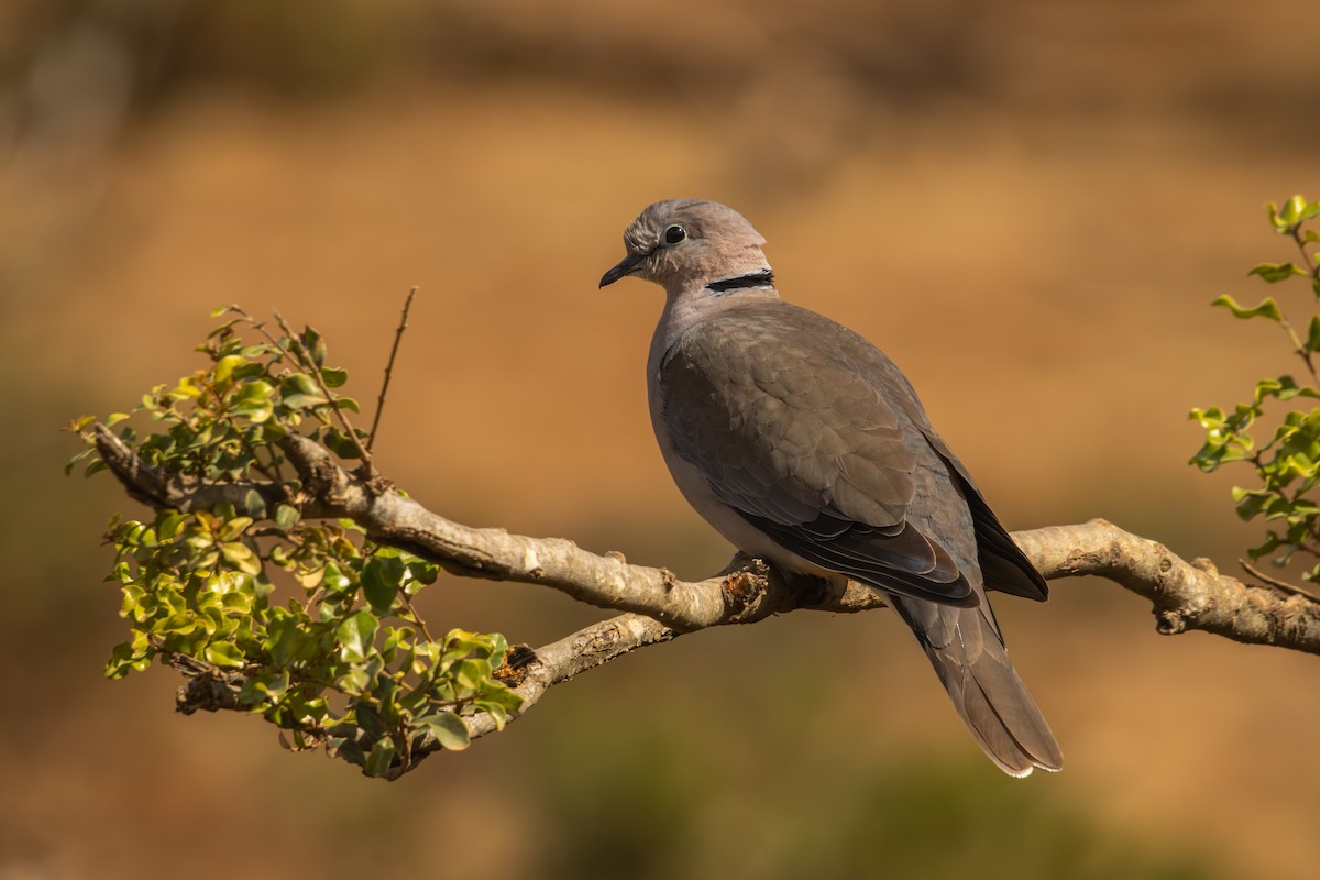 Ring-necked Dove - Antonio Rodriguez-Sinovas