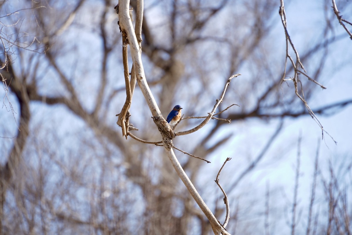Eastern Bluebird - ML629705865