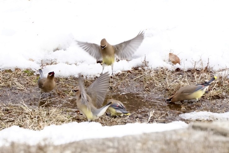 Cedar Waxwing - ML629705915