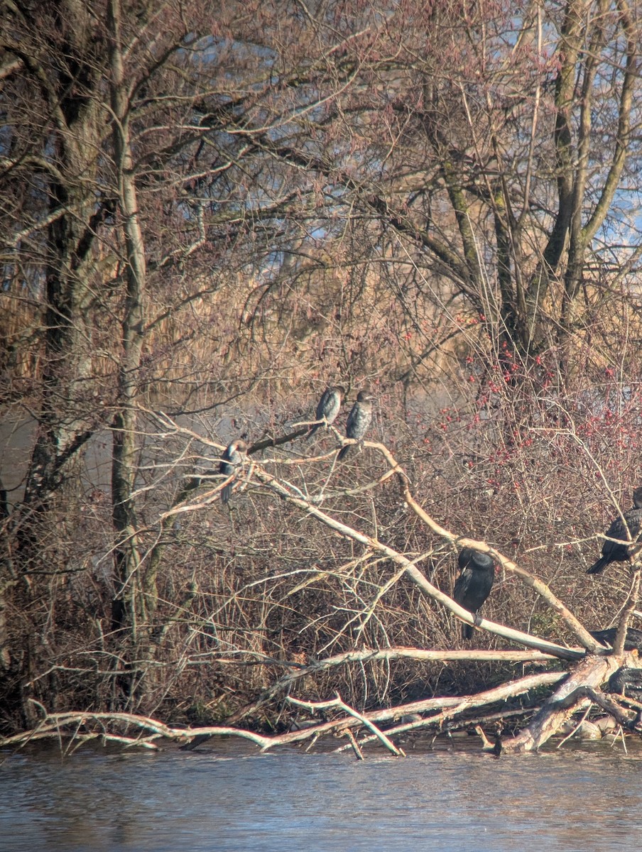 Pygmy Cormorant - ML629705930
