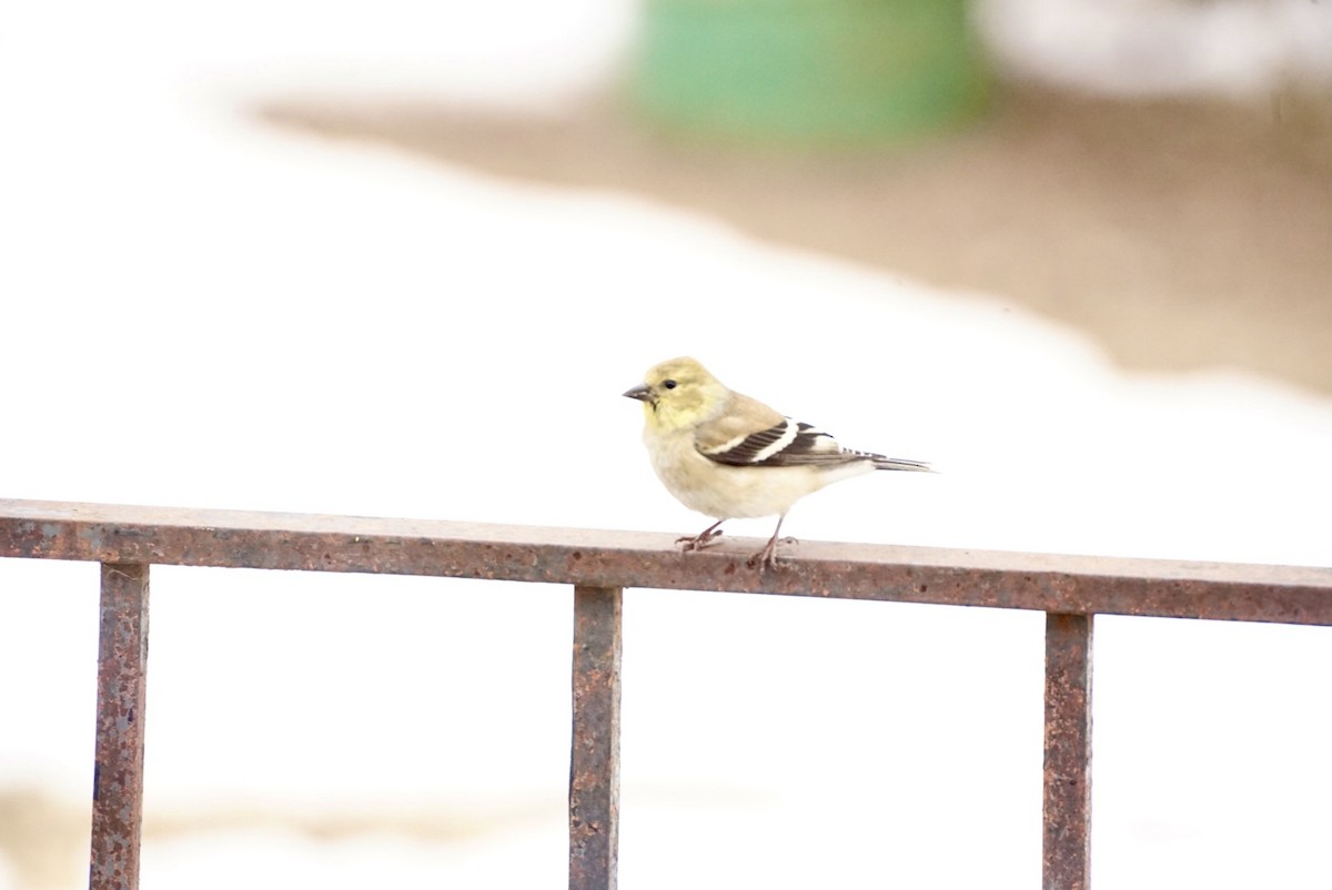 American Goldfinch - ML629705934