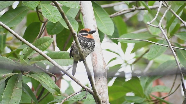 Spotted Puffbird - ML629705935
