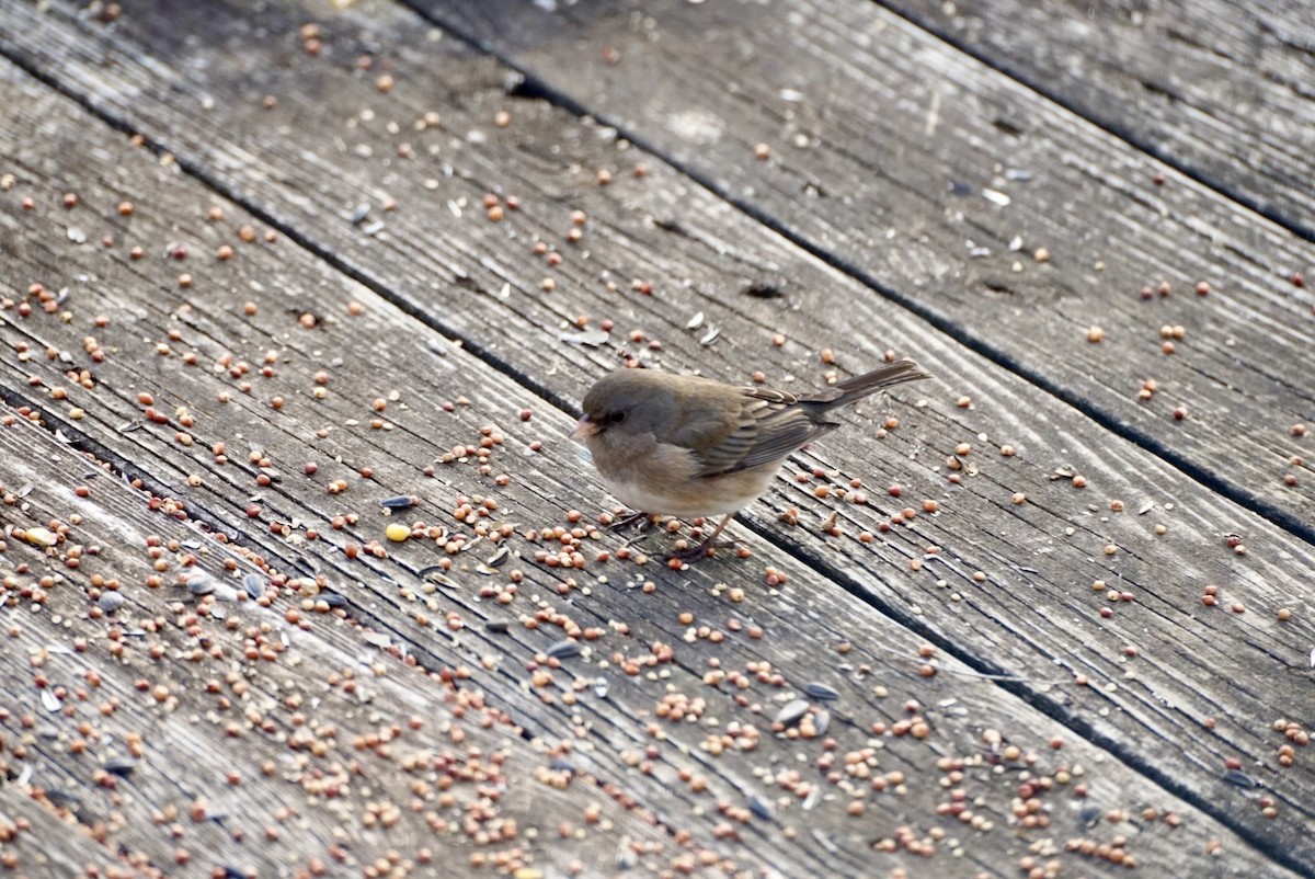 Dark-eyed Junco - ML629705968
