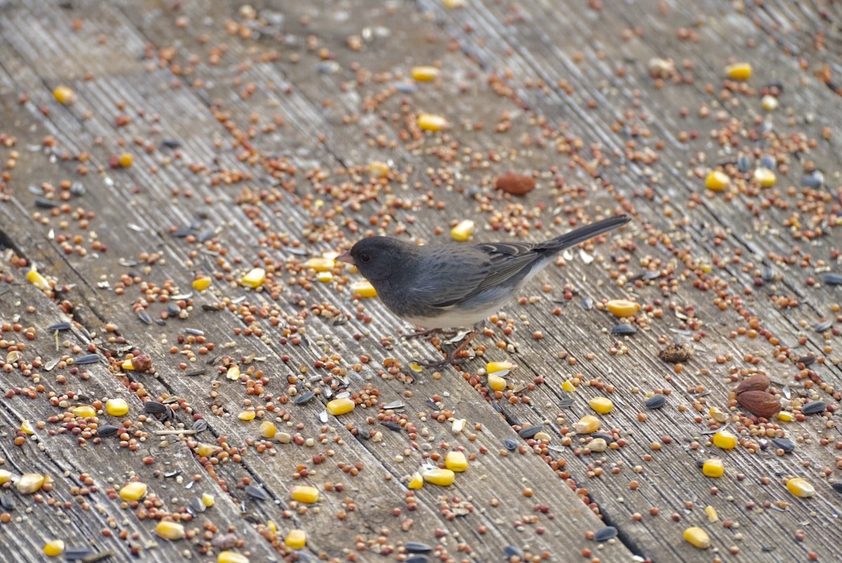 Dark-eyed Junco - ML629705969
