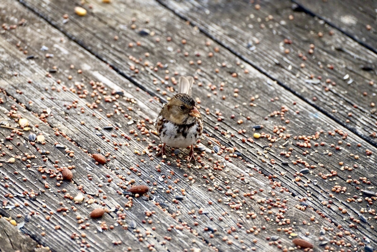 Harris's Sparrow - ML629705976