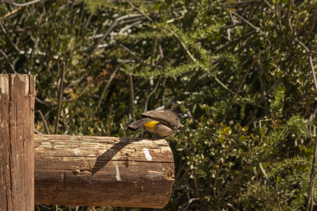 Common Bulbul (Dark-capped) - Antonio Rodriguez-Sinovas