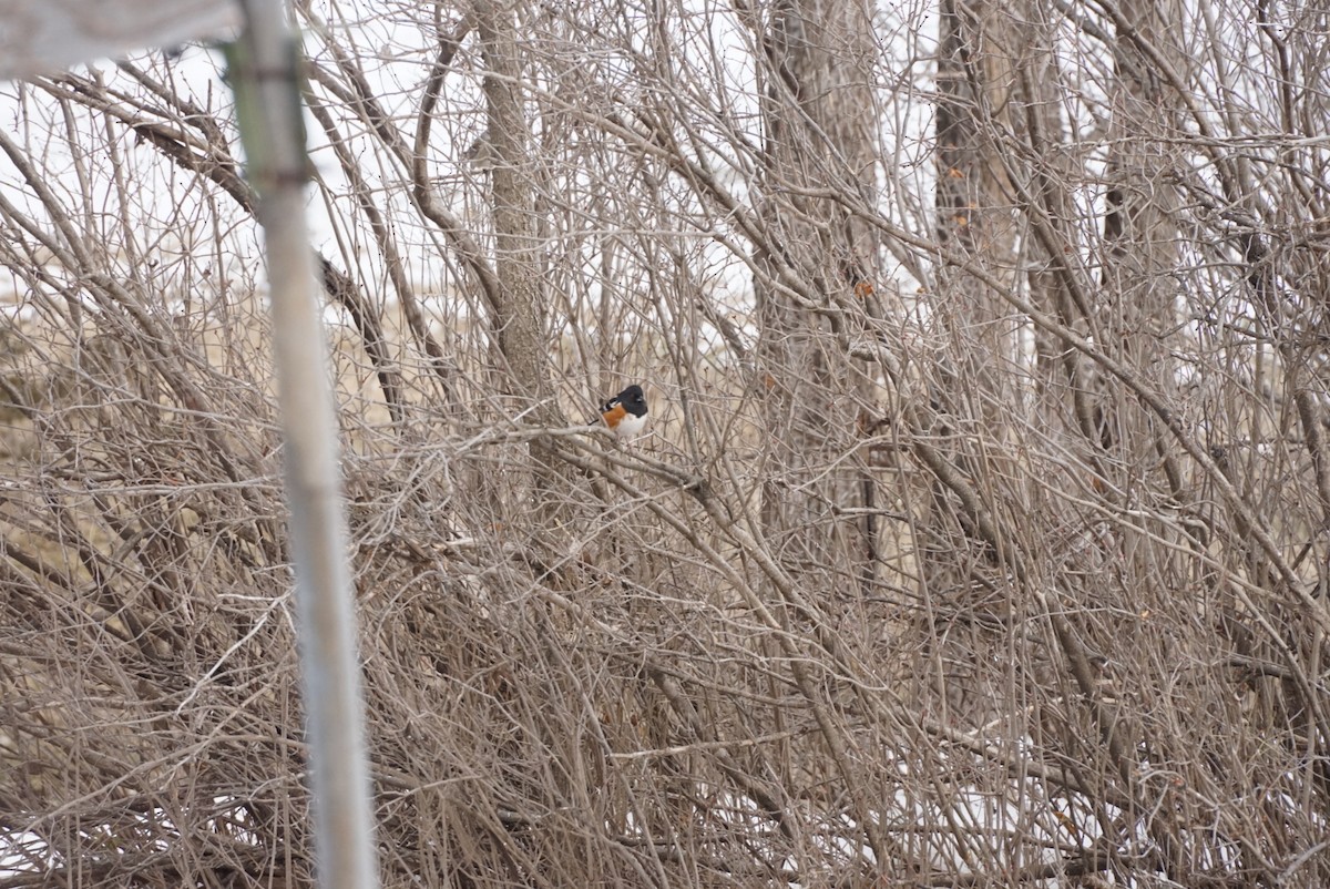 Spotted Towhee - ML629706000