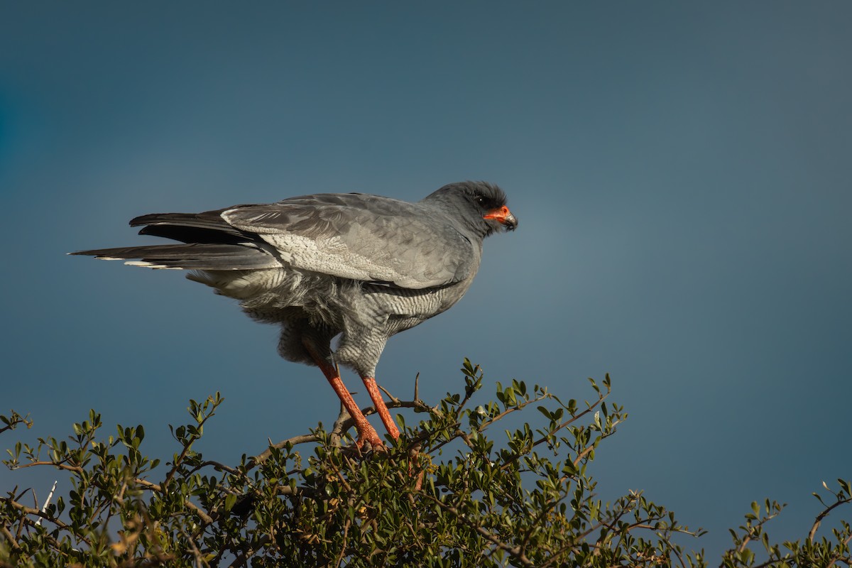 Pale Chanting-Goshawk - Antonio Rodriguez-Sinovas
