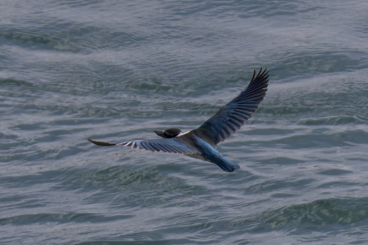 Collared Kingfisher (Arabian) - ML629706096