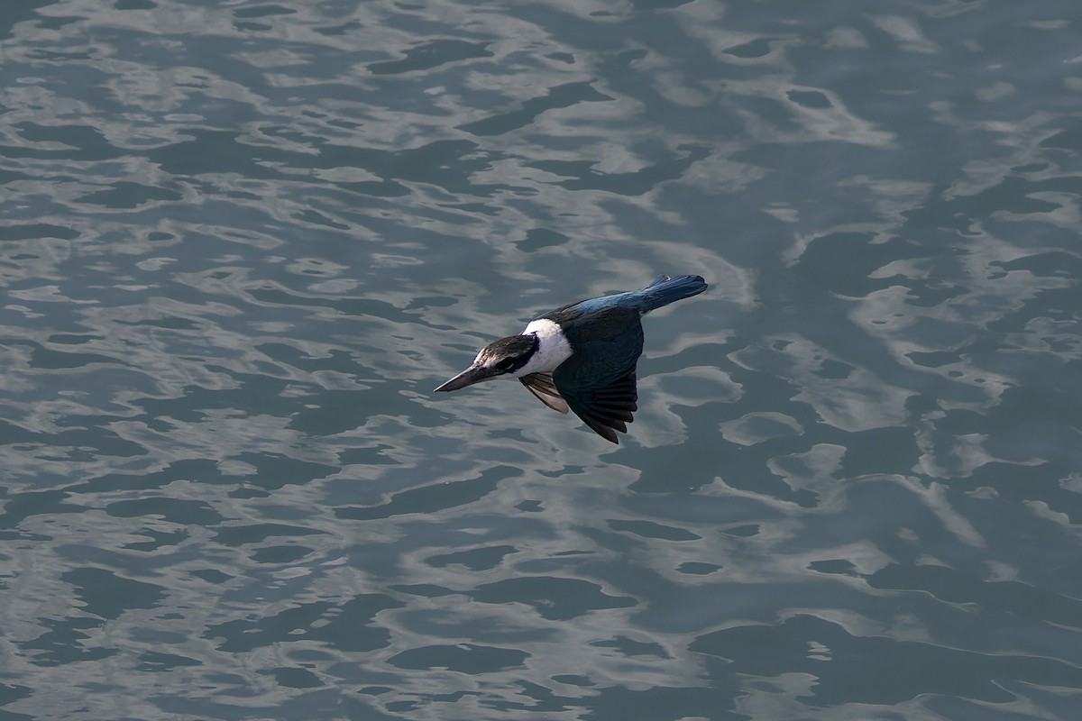 Collared Kingfisher (Arabian) - ML629706097