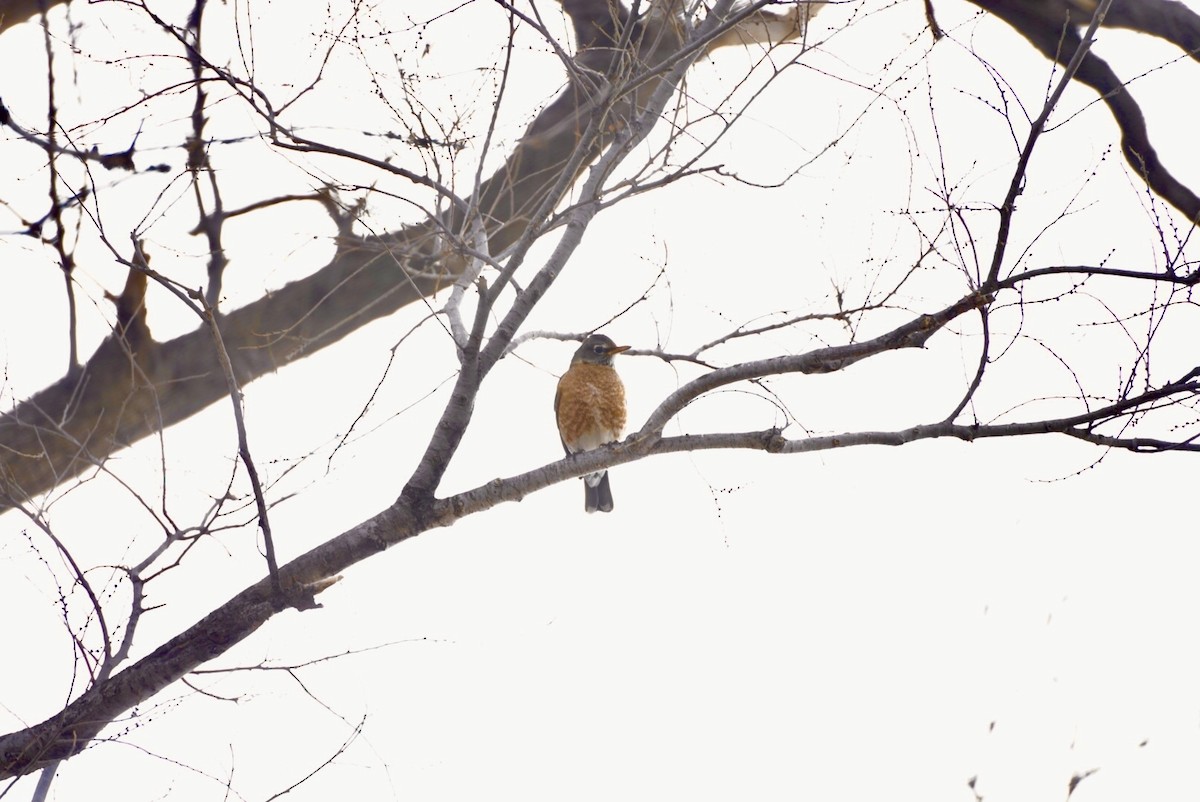 Zozo papargorria - ML629706162