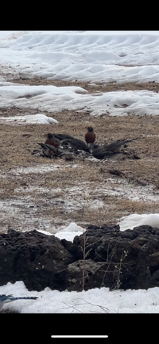 Zozo papargorria - ML629706163