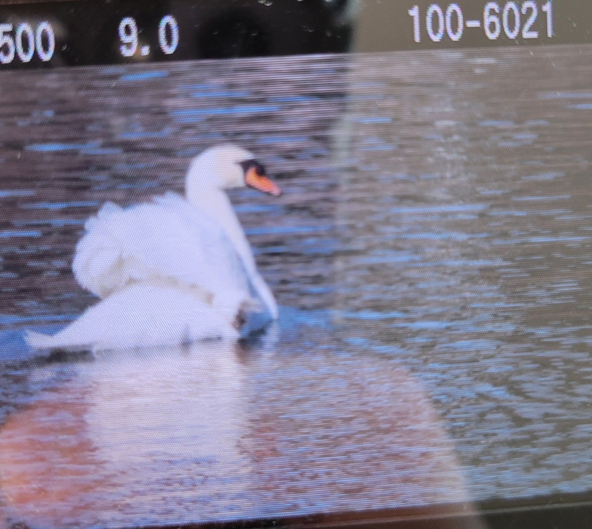 Mute Swan - ML629706168