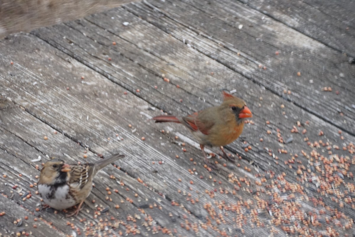 Northern Cardinal - ML629706183