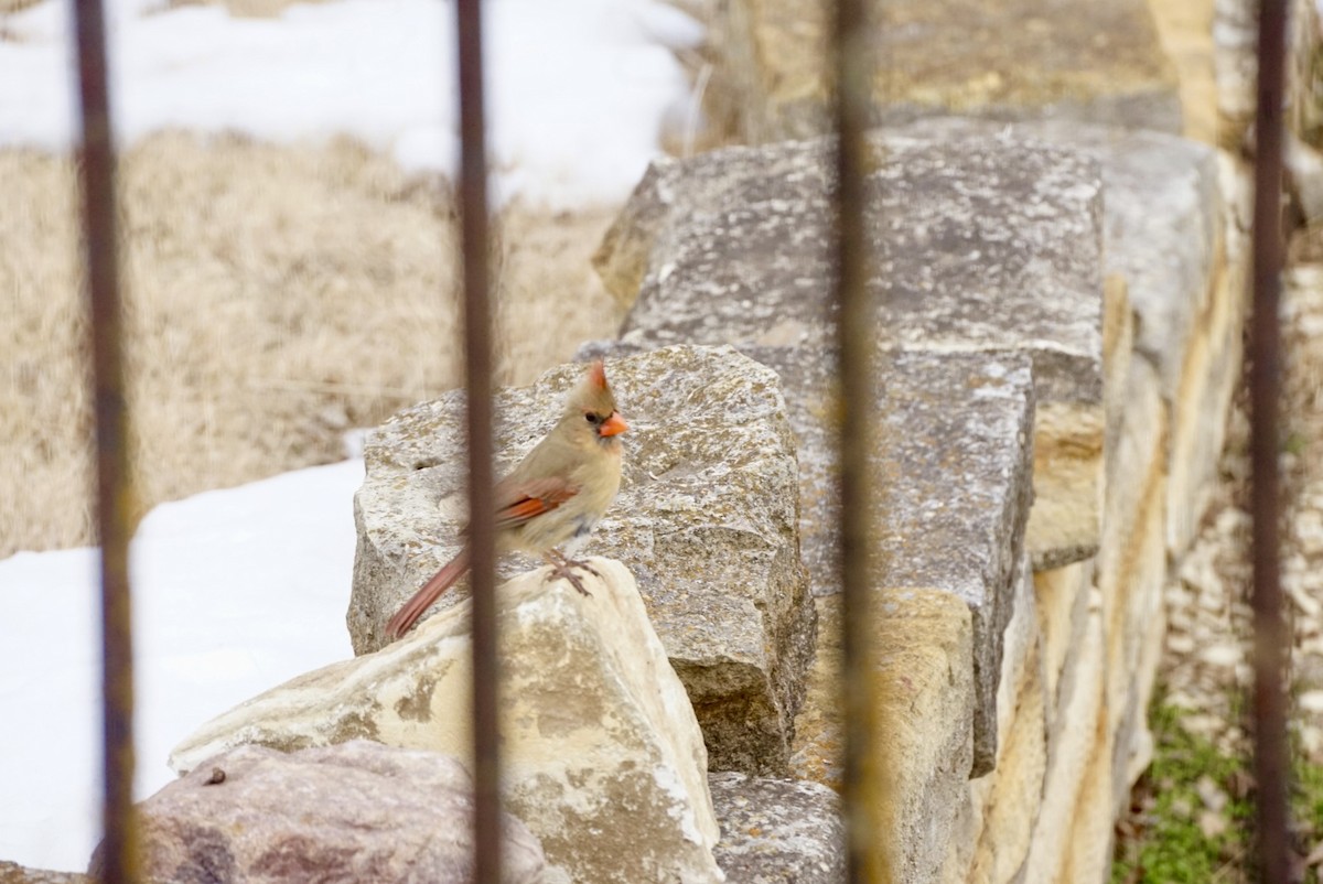 Northern Cardinal - ML629706184