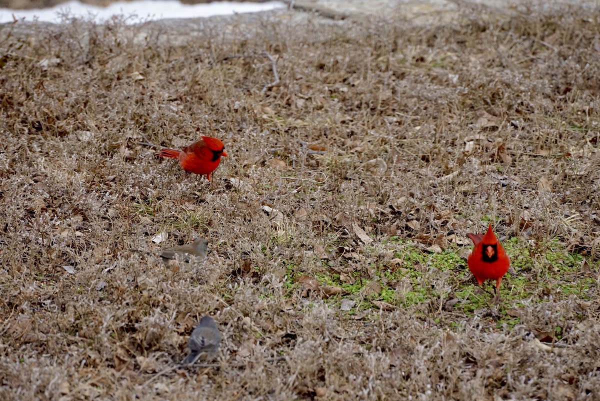 Northern Cardinal - ML629706185