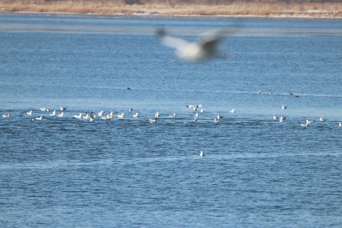 Ring-billed Gull - ML629706186