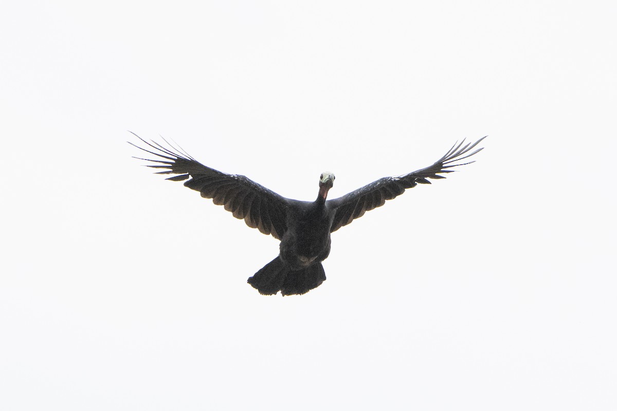 Red-throated Piping-Guan (White-crested) - ML629706207