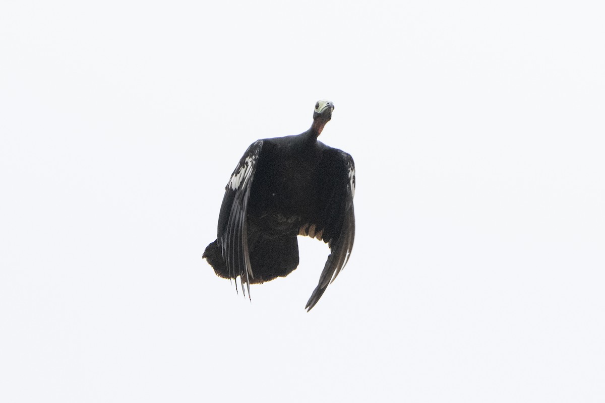 Red-throated Piping-Guan (White-crested) - ML629706210