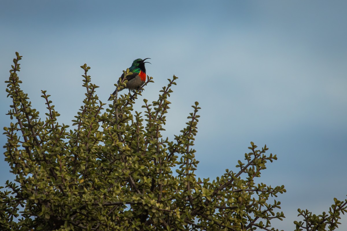 Greater Double-collared Sunbird - ML629706220